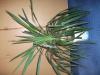 Krásná velká palma yucca + malé palmy