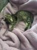 Kočička Hope chce svůj pelíšek